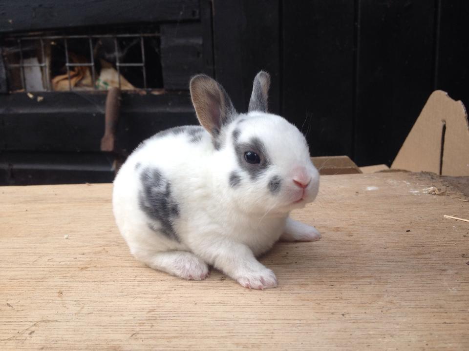Bunnies for sale - Beautiful Mini Rex
